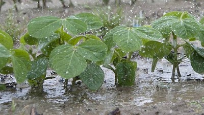 Reporte de Precipitaciones al 11 de agosto