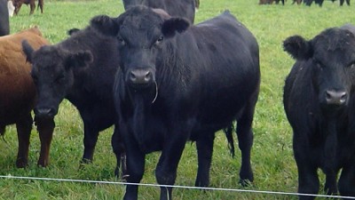 Sanidad animal: es momento de observar el requerimiento de magnesio