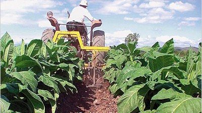 Prevén más siembra de tabaco y una recuperación leve en la producción