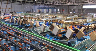 Por las mandarinas y las paltas se expande una multinacional argentina