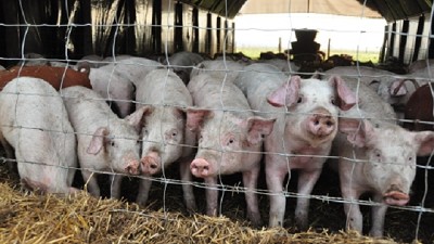 Asociados, cerdos y cultivos aumentan la competitividad