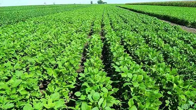 Agricultura sustentable, el valor de las buenas prácticas