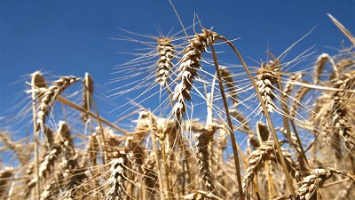 Tras la sexta semana bajista seguida, el trigo perdió un 25% de su valor en EE.UU