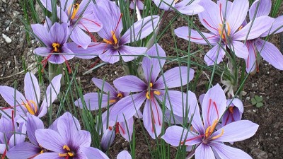 Así se produce el azafrán, un ingrediente clave en el fernet