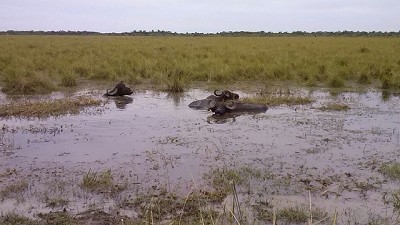 Científicos argentinos lograron por primera vez preñar búfalos por fertilización in vitro en el país
