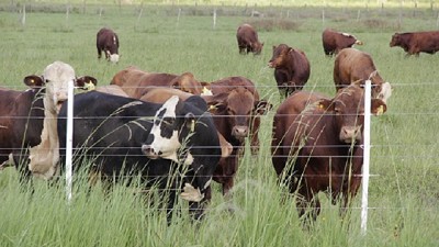 Ganadería de isla: unirse para asegurar la alimentación del rodeo