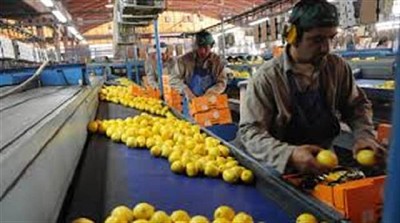 Tucumán, ante el riesgo de que una producción pujante de limones se transforme en un cementerio