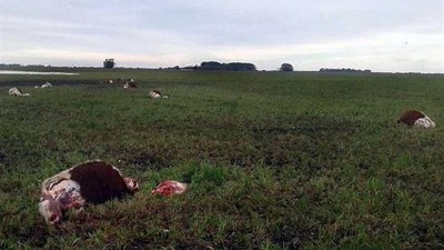 Extraño incidente en un campo que pertenece a un funcionario bonaerense