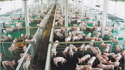 Productores de cerdo protestan por la apertura a los EE.UU., sin confianza en Agroindustria