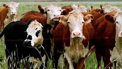 Ganadería de isla, unirse para asegurar la alimentación del rodeo