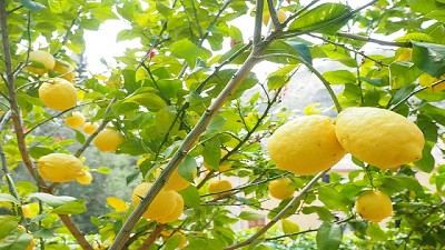 Se realizó el primer embarque de la historia con limones de Tucumán a México
