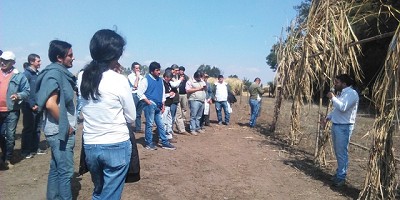 Caña de azúcar: Lo último sobre variedades, plantación mecanizada y malezas