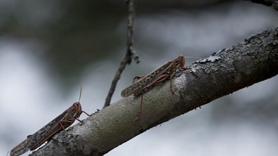 Plaga de langostas: la situación en el país y la región