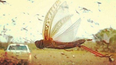 Información sobre la langosta sudamericana