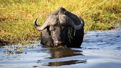 Un frigorífico de Córdoba apuesta a la exportación de carne de búfalo