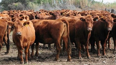 La recuperación ganadera beneficia a toda la cadena