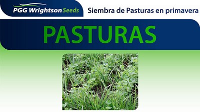 Pasturas: aspectos a tener en cuenta en la Siembra de Primavera
