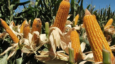 Pese a la rueda alcista, el balance de agosto resultó muy negativo en Chicago