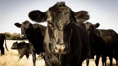 El resurgir ganadero: la avidez por incorporar genética de calidad se refleja en los remates