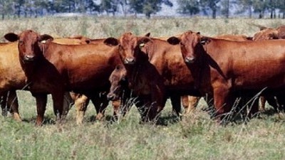 Mercado tenso, ante una oferta irregular de hacienda