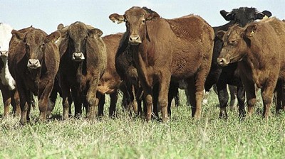 Quieren que las vacas tengan microchips para impulsar las exportaciones de carne