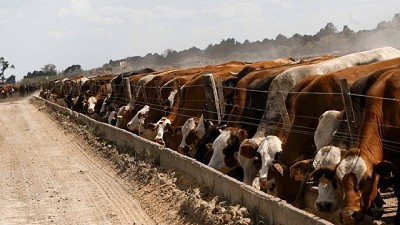 Ganadería: la revolución tecnológica al servicio del productor