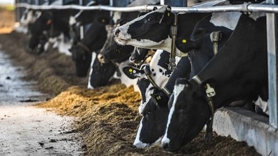 Aseguran que no habrá restricciones a la exportación de leche a Brasil