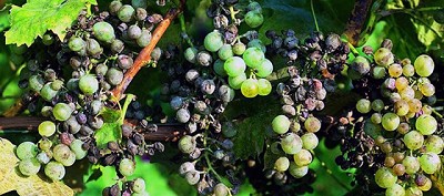 Enfermedades en el cultivo de Vid