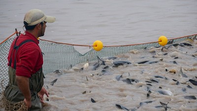 Se reglamentó la Ley de Desarrollo Sustentable del Sector Acuícola 
