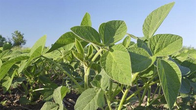 Más rotación: la siembra de soja caería por segundo año consecutivo