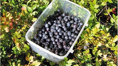 Exportadores de arándanos buscan bajar su dependencia del mercado de los EE.UU.