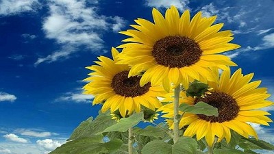 Girasol, con genes más resistentes a enfermedades