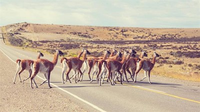 Guanacos en la Patagonia: un plan para la explotación racional