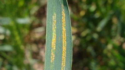 Roya amarilla: en guardia para proteger al cultivo de trigo