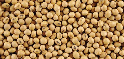 Soja: sobreabundancia a nivel mundial