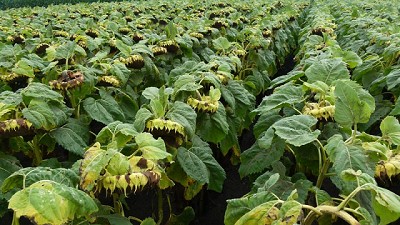 Más de 150 productores apostaron al girasol en un workshop en Tandil