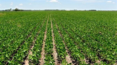 Leve descenso del precio de la soja en Rosario