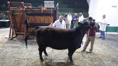 El Mercado de Liniers operó con 451 cabezas