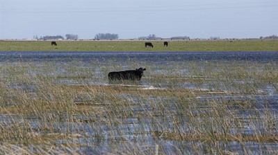 Inundaciones: bajó la oferta de ganado, pero esperan que no suba la carne