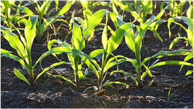 Insumos agrícolas: sigue creciendo la inversión en tecnología para los cultivos