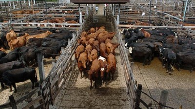 Cotizaciones firmes en el Mercado de Liniers ante otra entrada reducida