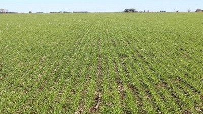 Las lluvias complicaron aún más el estado de los lotes de trigo