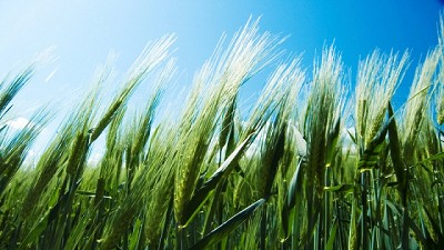 Trigo: el sobreviviente del informe del USDA -BCR