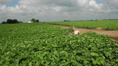 Cayó la soja en Rosario por el repunte del peso y por las pérdidas en Chicago