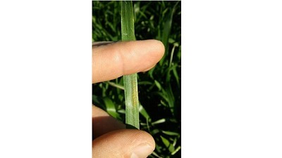 Roya: daños en el sur de Córdoba