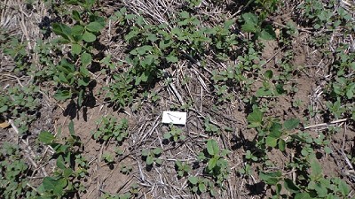 Radio: Hay que actuar con rapidez para sacar al yuyo colorado del lote; con J. Caporicci