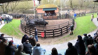 Premios en terneros Angus y buenos precios en vientres seleccionados