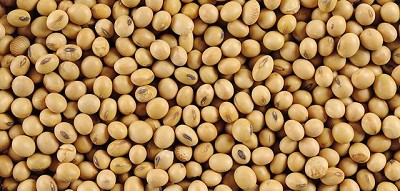 Se negociaron en alza los precios de la soja en Rosario y en Chicago