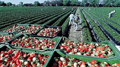 Frutillas: no cede la importación y ya creció casi 400%