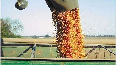 La venta anticipada de soja que todavía no se sembró subió 62% interanual